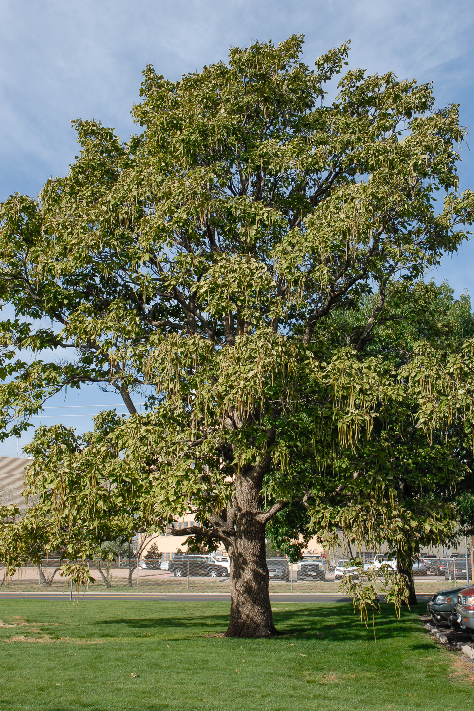 Western Catalpa